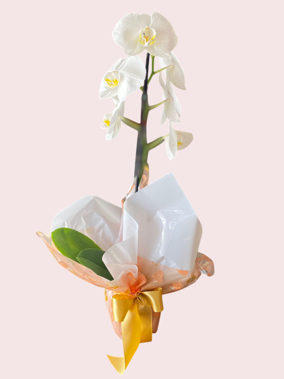 ORQU�DEA PLANTADA - BRANCA