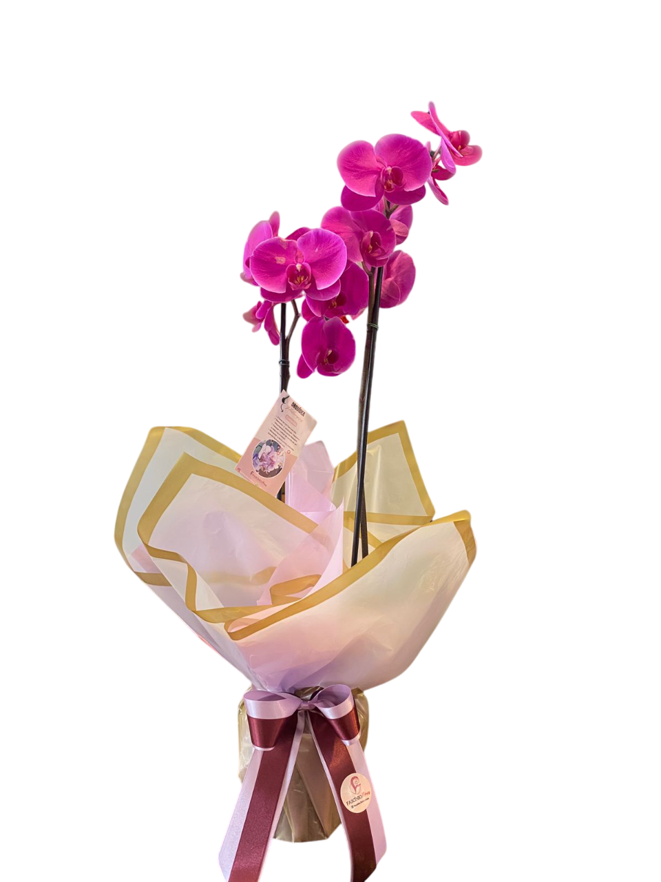 ORQU�DEA PLANTADA - PINK